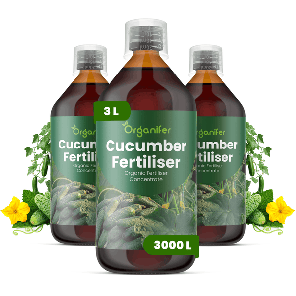 Drei Flaschen Organifer Bio-Gurkendünger Konzentrat, 3 Liter Inhalt, ergibt bis zu 3000 Liter Düngerlösung.