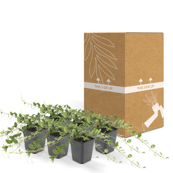 Bodendecker - Kleines Immergrün - Vinca minor 'Alba' - weißblühend - 9cm Topf - Set mit 6 Pflanzen