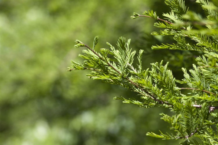 Metasequoia glyptostroboides, Urweltmammutbaum, 60–100 cm