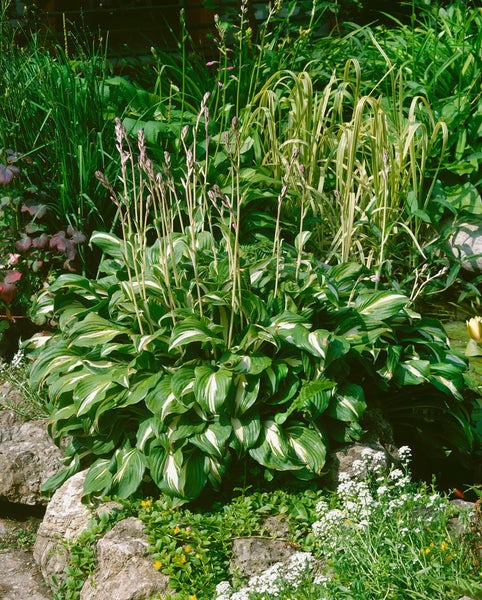 Funkien im Gartenbeet mit Steinen und anderen Pflanzen