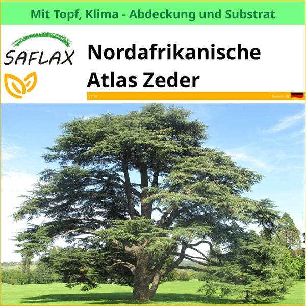 Nordafrikanische Atlas Zeder im Topf mit Klimaabdeckung und Substrat