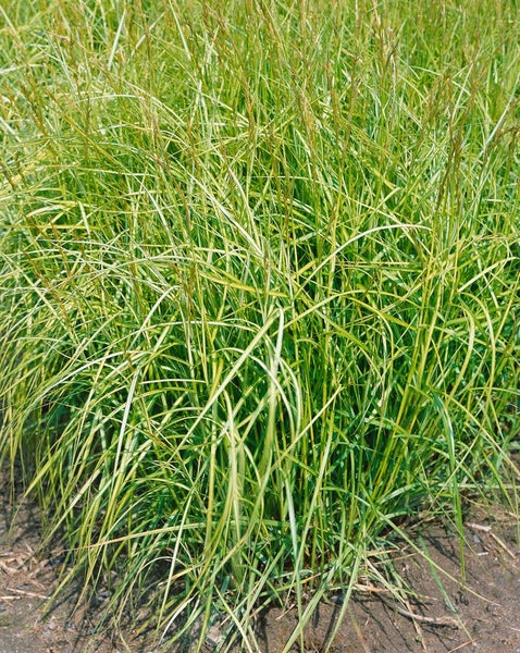 Carex muskingumensis 'Silberstreif', Segge, grün-weiß, ca. 9x9 cm Topf
