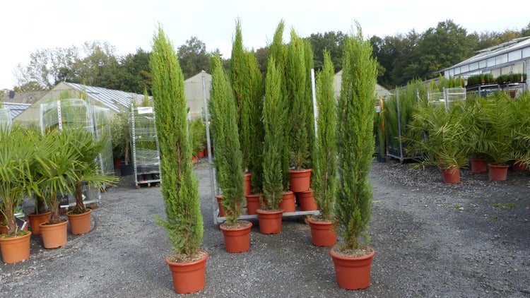 Hohe, schmale Säulenzypressen in Kunststofftöpfen, organisiert aufgestellt in einem weitläufigen Garten-Center vor Gewächshäusern.