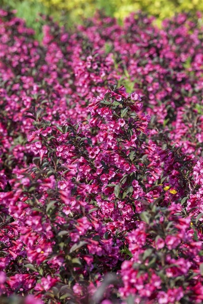 Weigela florida 'Victoria', Weigelie, rotblühend, 40–60 cm