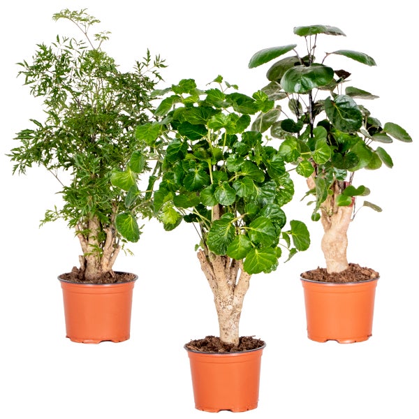 3x Polyscias Mix - Aralia - Fabian - Ming - Green Lemon - Special - ⌀12 cm - ↕ 30-40 cm