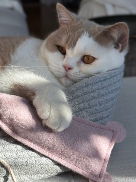 XL Spielmaus für Katzen im 2er Pack: Mit leckerer Katzenminze und betörendem Baldrian. Handgenähte Spielmäuse für Katzen aus reiner Schurwolle