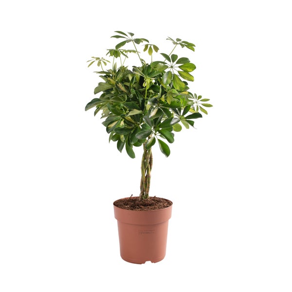 1x WL Schefflera Arboricola Gold P21H70