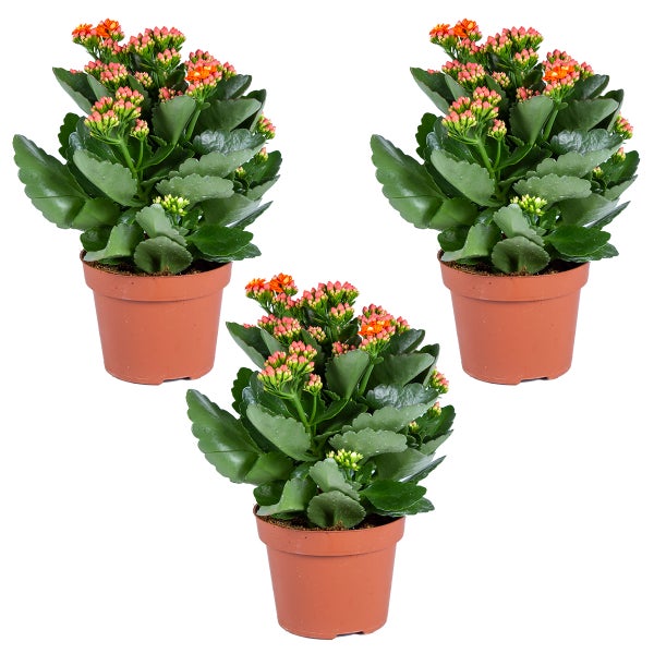 Drei Kalanchoe-Pflanzen in Töpfen mit Blüten