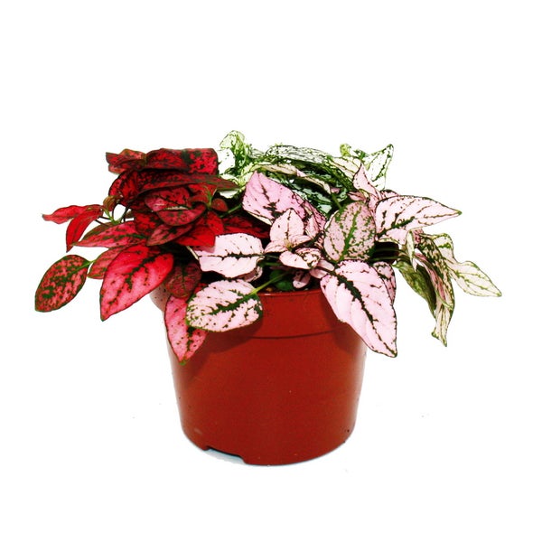 Dreifarbige Punktblume- Hypoestes phyllostachya - 12cm Topf - mit drei verschiedenen Farben