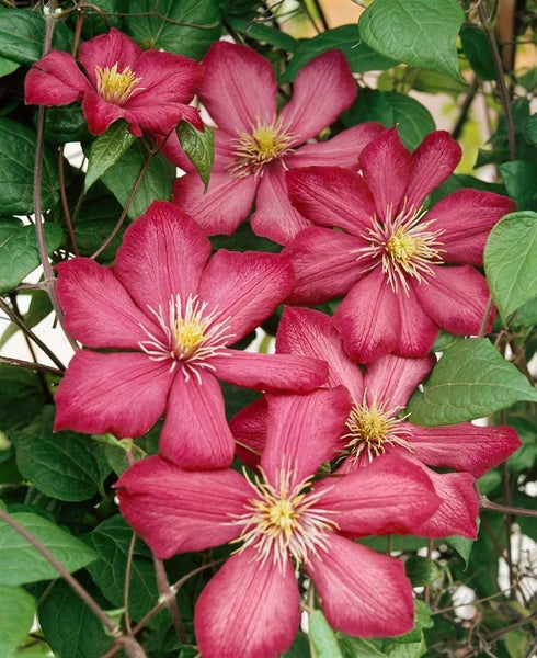Clematis Hybride 'Ville de Lyon', Waldrebe, karminrot, 80–100 cm