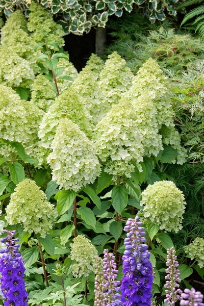 Hydrangea paniculata 'Bombshell', Rispenhortensie, weiß, 40–60 cm