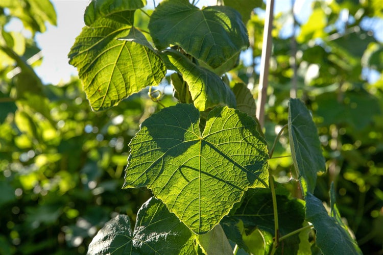 Vitis vinifera 'Erdbeertraube', Weinrebe, süß, 80–100 cm