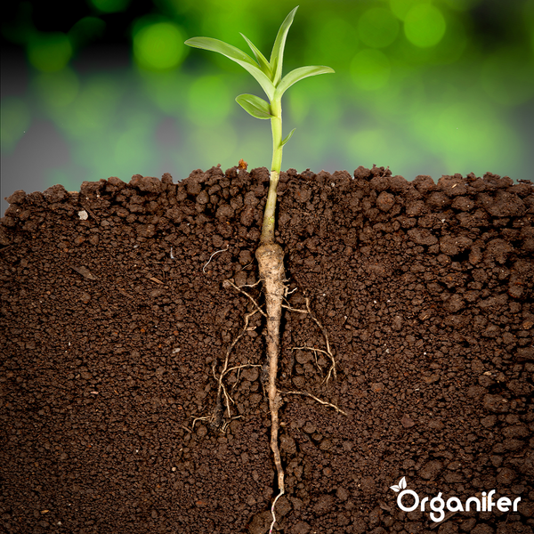 Wurzelstimulator - Roots Power Konzentrat - 10 Liter - Organifer