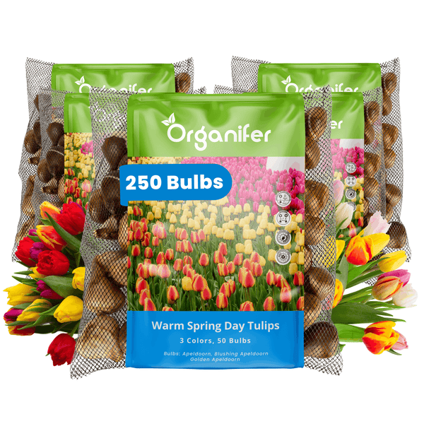 Fünf Netze mit insgesamt 250 Tulpenzwiebeln der Sorten Apeldoorn, Blushing Apeldoorn und Golden Apeldoorn für eine bunte Frühlingsbepflanzung.