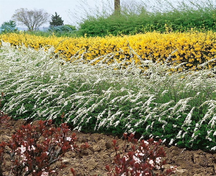 Blühende Gartenlandschaft mit weißem Spierstrauch, gelber Forsythie im Hintergrund und rötlichen Sträuchern im Vordergrund auf Erde.