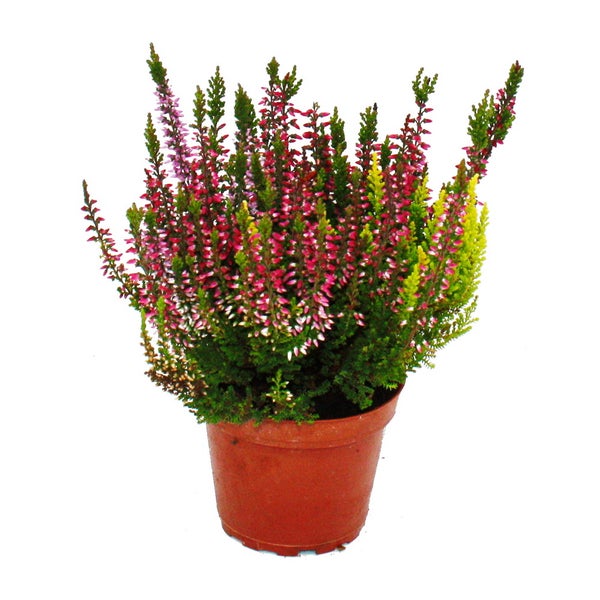 Calluna vulgaris Set mit 6 Pflanzen Besenheide Heidepflanze winterhart 11cm Topf mehrfarbig