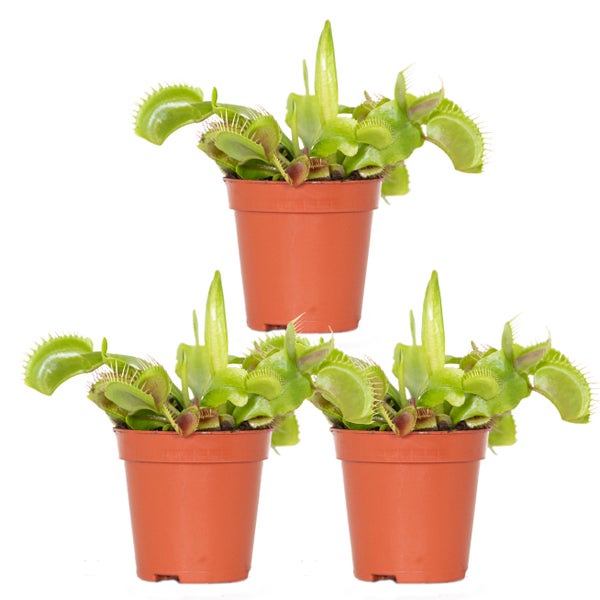 3x Dionaea Muscipula – Fleischfressende Pflanze – Pflegeleicht –⌀6 cm – ↕05-10 cm