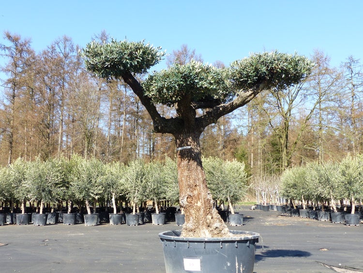 Olivenbaum Pon Pon 195 cm Bonsai Formgehölz, winterhart