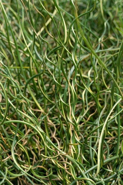 Juncus effusus, Flatter-Binse, ca. 9x9 cm Topf