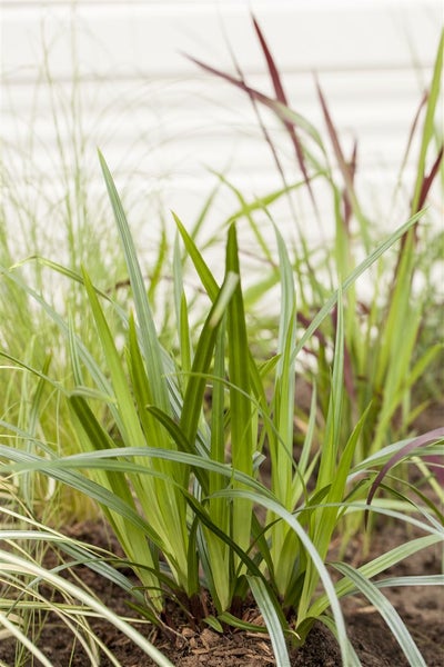 Carex morrowii ssp. foliosiss. 'Irish Green', ca. 9x9 cm Topf