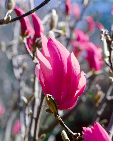 Magnolia liliiflora 'Ricki', Purpur-Magnolie, 100–125 cm