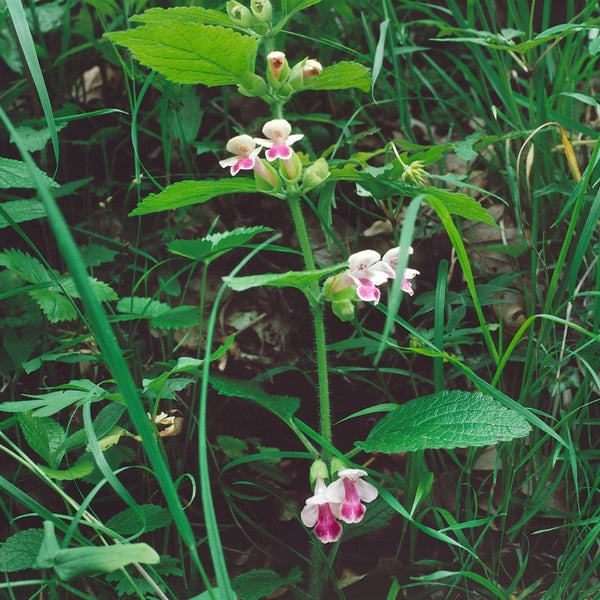 Melittis melissophyllum, Immenblatt, weiß-rosa, ca. 9x9 cm Topf