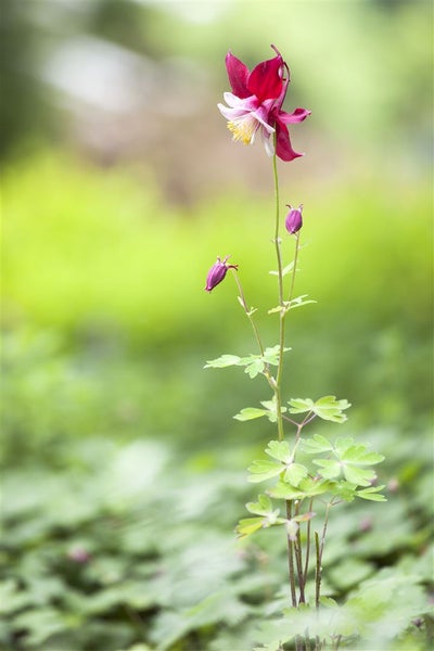 Aquilegia vulgaris, Akelei, blau-violett, ca. 9x9 cm Topf