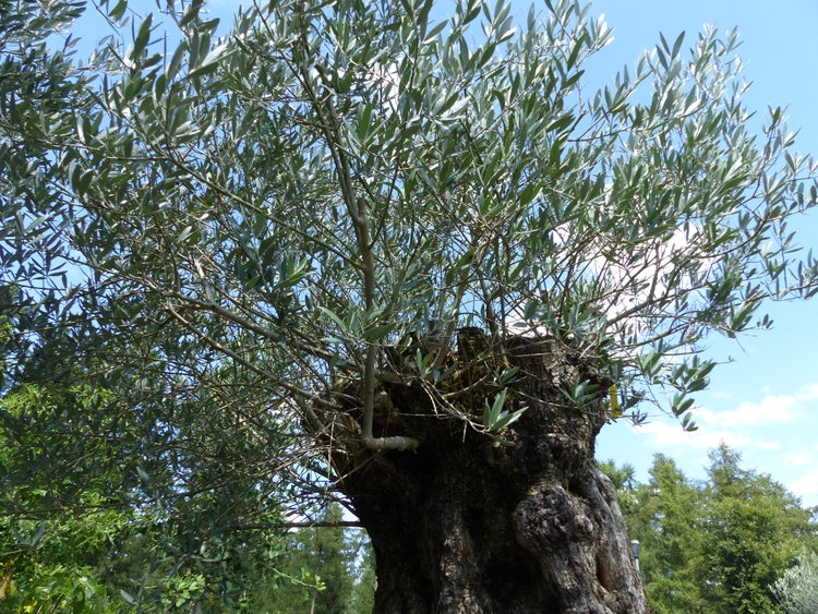 Alter Olivenbaum mit einem massiven, knorrigen Stamm und einer weit verzweigten Baumkrone aus länglichen Blättern.