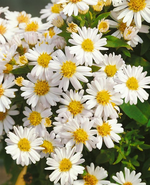 Aster dumosus 'Schneekissen', Kissen-Aster, weiß, ca. 9x9 cm Topf