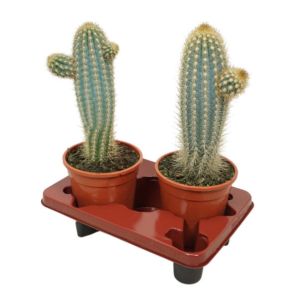 Blauer Säulenkaktus - Pilosocereus braunii - Solitärpflanze im 17cm Topf