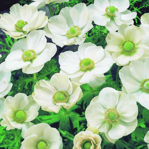 Nahaufnahme von weißen Anemonenblüten im Garten
