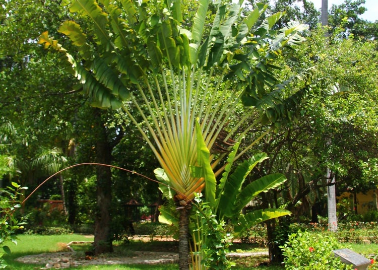 SAFLAX Garden to go - Baum des Reisenden - Ravenala madagascariensis - 8 Samen - Mit Topf, Klima - Deckel und Anzuchtsubstrat