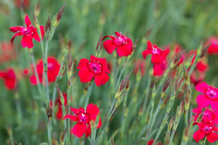 Dianthus deltoides 'Leuchtfunk', Heidenelke, leuchtend rot, ca. 9x9 cm Topf