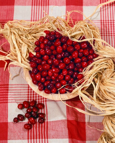 Vaccinium macrocarpon, Cranberry, 20–30 cm