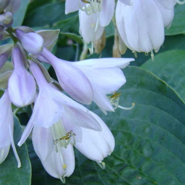 Nahaufnahme von Funkienblüten