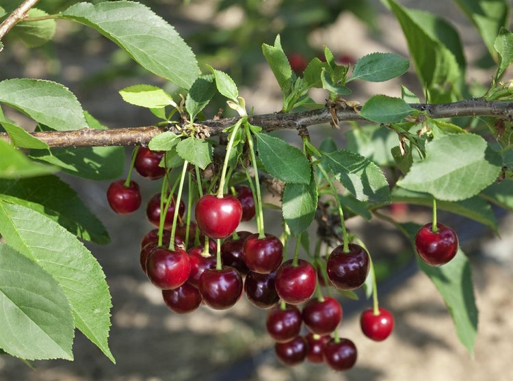 Prunus domestica 'Zwergobst', Terrassenobst, 40 cm Stammhöhe