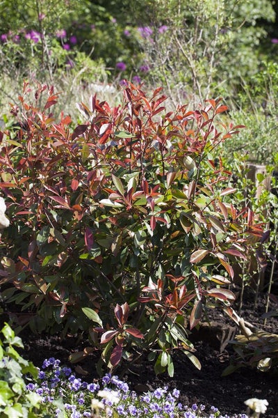 Photinia fraseri 'Red Robin', Glanzmispel, rot, 80–100 cm