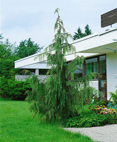 Chamaecyparis nootkatensis 'Pendula', Nootka-Scheinzypresse, 30–40 cm