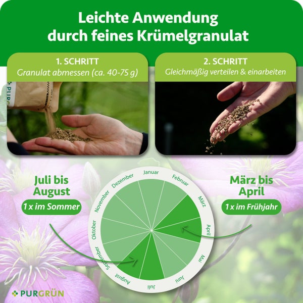 Nahaufnahme einer rosafarbenen Waldrebe mit grünen Blättern.