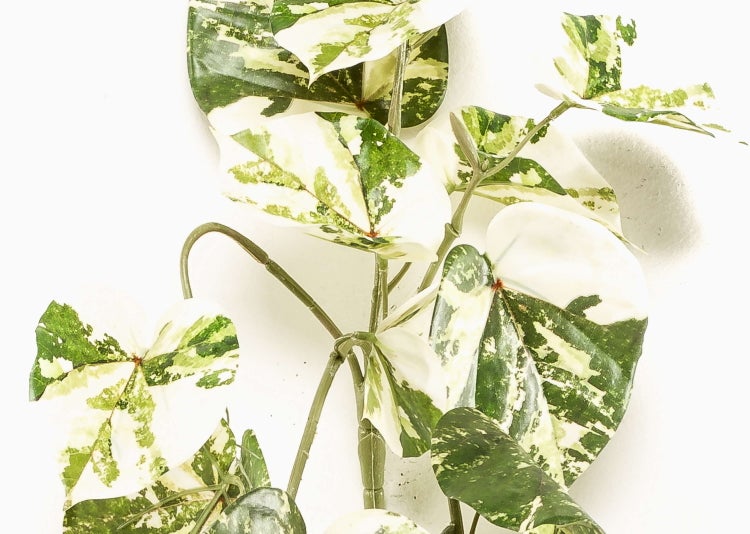 Künstliche Efeutute Kunstpflanze mit gemusterten Blättern für die Innenraumdekoration.