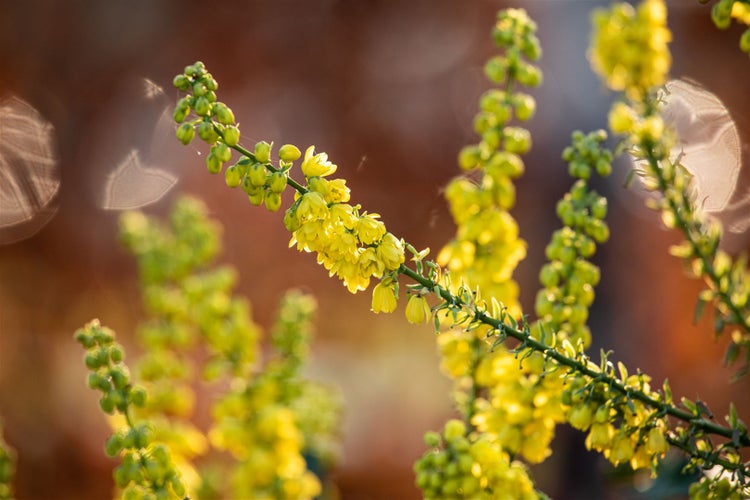 Mahonia media 'Winter Sun', Mahonie, gelbe Blüten, 40–60 cm
