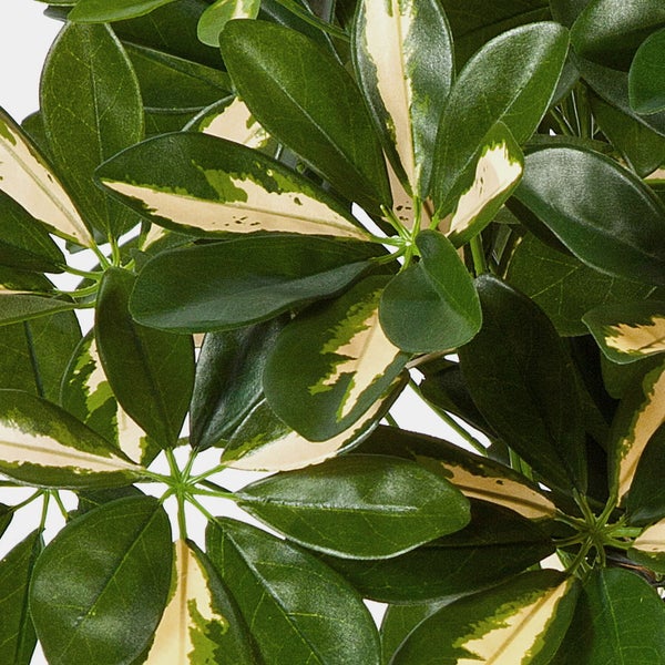 Künstliche Schefflera mit Naturstamm und hängenden Luftwurzeln im schwarzen Topf.