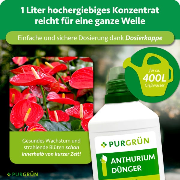 Purgrün Anthurium-Dünger Konzentrat 1 Liter für circa 400 Liter Gießwasser, inklusive Dosierkappe für Anthurien mit roten Blüten.
