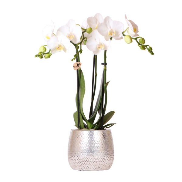 Kolibri Orchids weiße Phalaenopsis Orchidee Amabilis + Elite Topf silber- Topfgröße 9cm 35cm hoch blühende Zimmerpflanze