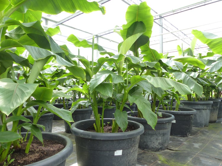 Bananenstaude als Gruppe bis 10 Pflanzen Banane Musa Basjoo 200 cm winterhart Staude japanische Faserbanane