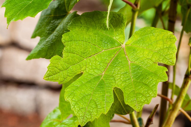 Detaillierte Nahaufnahme eines Weinblatts an einer Weinrebe im Garten