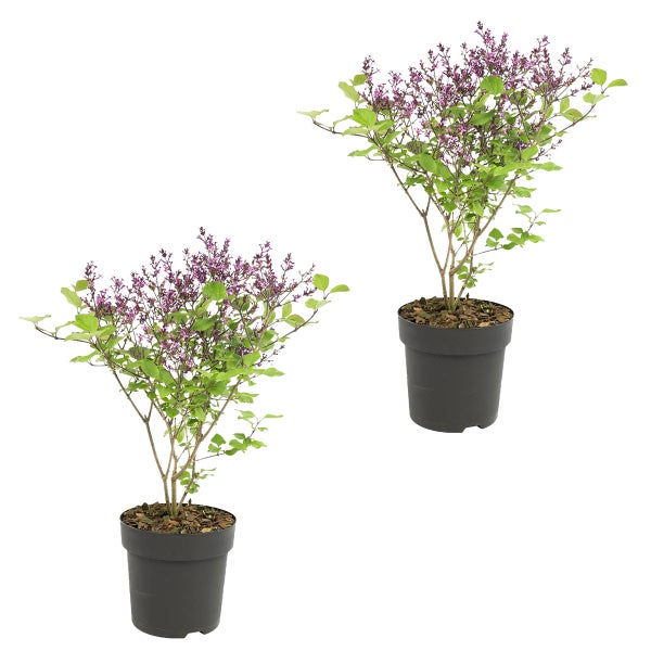 Flieder Flieder | Syringa 'Bloomerang Dark Purple'® 2 Stück - Outdoor-Pflanze ?13 cm - ↕25-30 cm