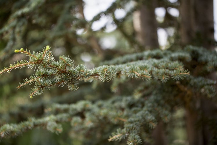Cedrus deodara, Himalaya-Zeder, 40–60 cm