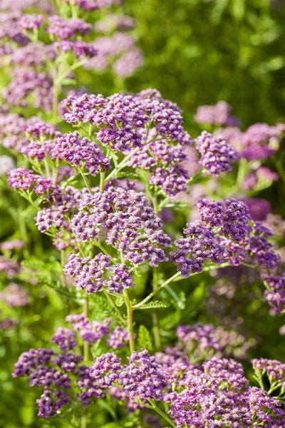 Nahaufnahme von Schafgarbenblüten im Garten.