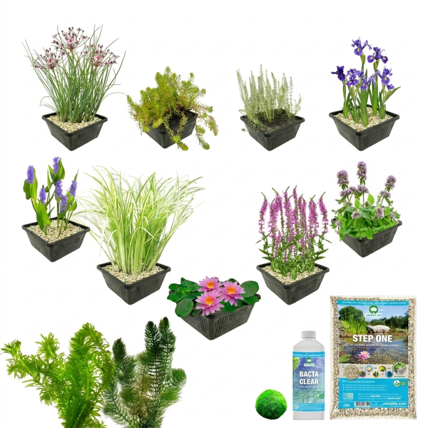Teichpflanzen Set mit neun Wasserpflanzen in Pflanzkörben, Mooskugel, Teichbakterien und Teichsubstrat für den Gartenteich.